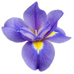 The Best Alcohol Free Perfumes for Women for Sensitive Skin and Sophisticated Taste 56 Iris