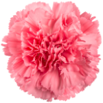 The Best Alcohol Free Perfumes for Women for Sensitive Skin and Sophisticated Taste 170 Carnation