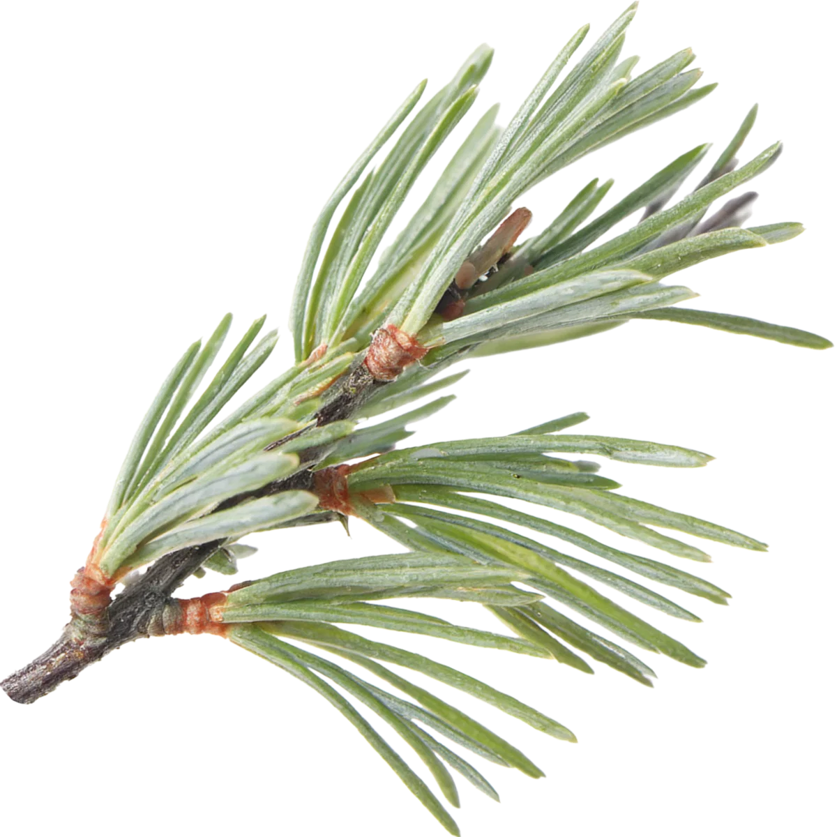 Dark, Delicious, Divine—The Best Black Cherry Perfumes to Wear Like a Secret 40 Cedar Leaf