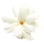 The Best Alcohol Free Perfumes for Women for Sensitive Skin and Sophisticated Taste 97 Gardenia