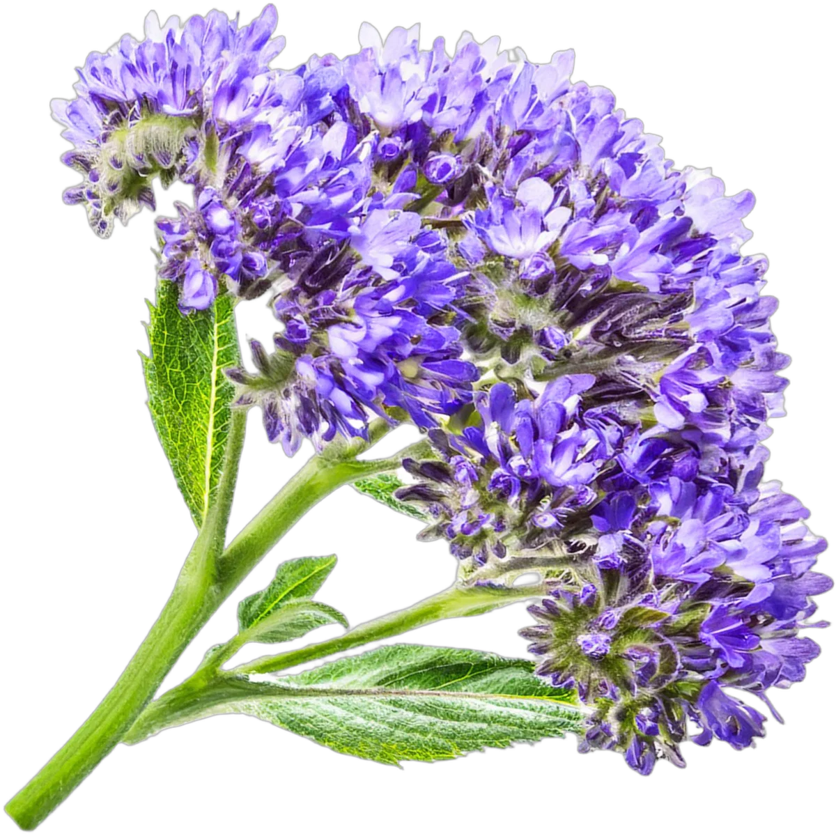 Dark, Delicious, Divine—The Best Black Cherry Perfumes to Wear Like a Secret 64 Heliotrope