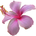 The Best Alcohol Free Perfumes for Women for Sensitive Skin and Sophisticated Taste 88 Hibiscus