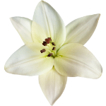 The Best Pistachio Perfume for Women Worth Adding to Your Fragrance Collection This Year 20 Lily