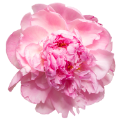 The Best Alcohol Free Perfumes for Women for Sensitive Skin and Sophisticated Taste 35 Peony