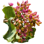 The Best Pistachio Perfume for Women Worth Adding to Your Fragrance Collection This Year 61 Pistachio Flower