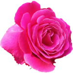 Dark, Delicious, Divine—The Best Black Cherry Perfumes to Wear Like a Secret 25 Rose 1