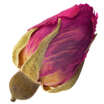 The Best Alcohol Free Perfumes for Women for Sensitive Skin and Sophisticated Taste 57 Rosebud