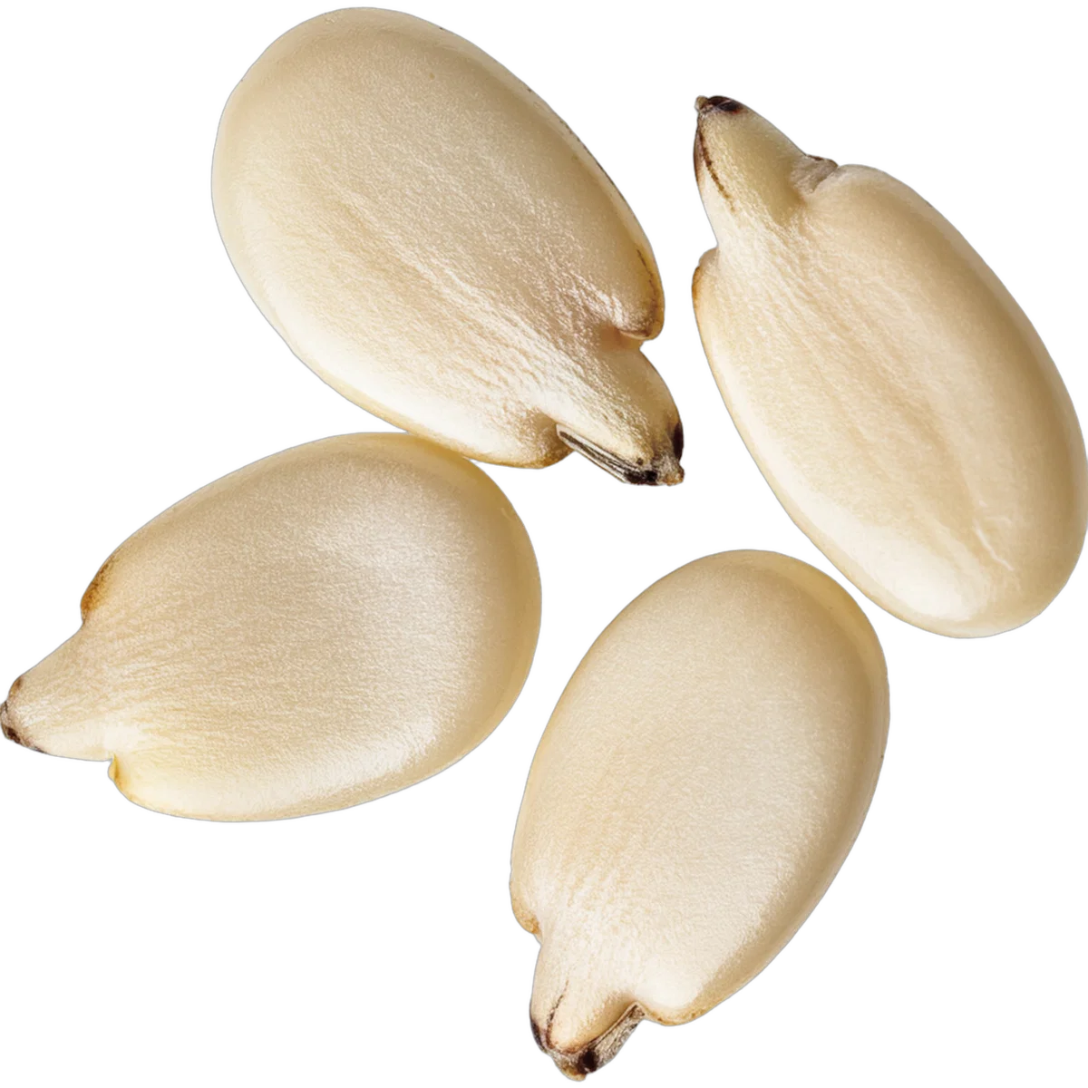 The Best Pistachio Perfume for Women Worth Adding to Your Fragrance Collection This Year 67 Sessame Seeds