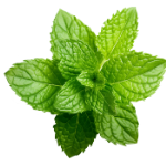 The Best Alcohol Free Perfumes for Women for Sensitive Skin and Sophisticated Taste 66 Spearmint
