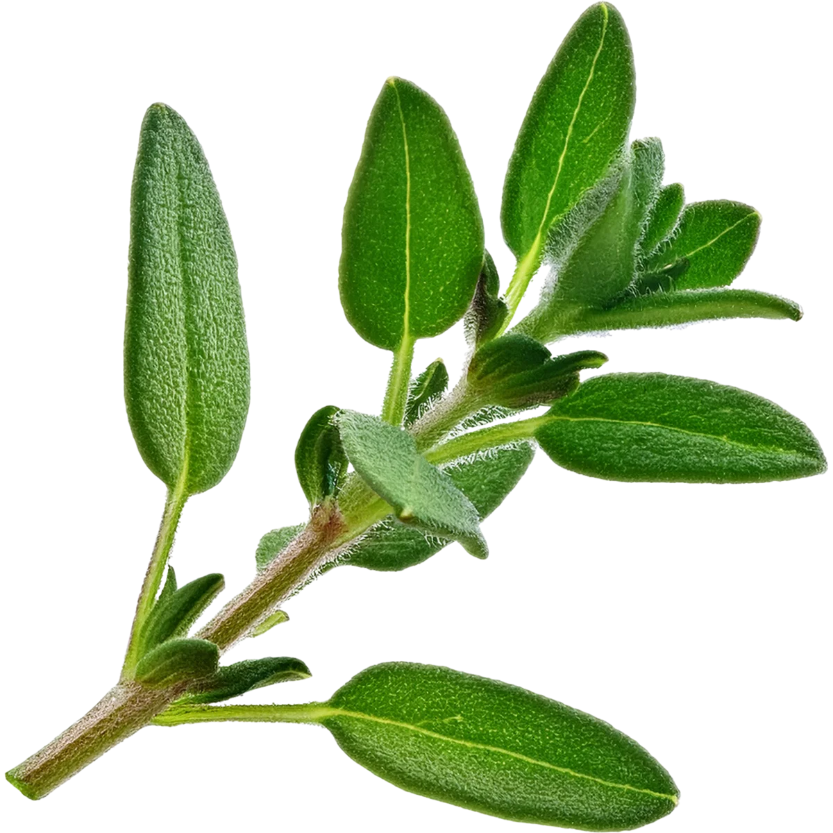 The Best Alcohol Free Perfumes for Women for Sensitive Skin and Sophisticated Taste 67 Thyme