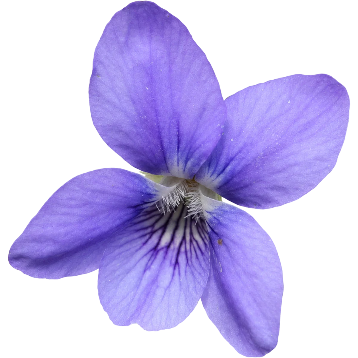 The Best Alcohol Free Perfumes for Women for Sensitive Skin and Sophisticated Taste 110 Violette