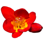 Dark, Delicious, Divine—The Best Black Cherry Perfumes to Wear Like a Secret 16 Red Freesia